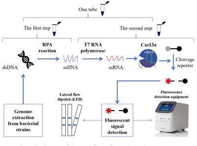 Rapid detection of mexX in Pseudomonas aeruginosa based on CRISPR-Cas13a coupled with recombinase polymerase amplification